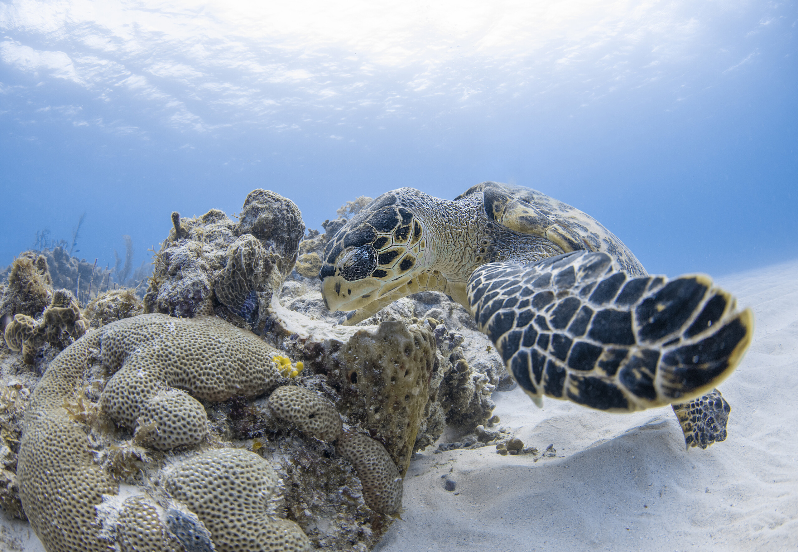 Eretmochelys imbricata