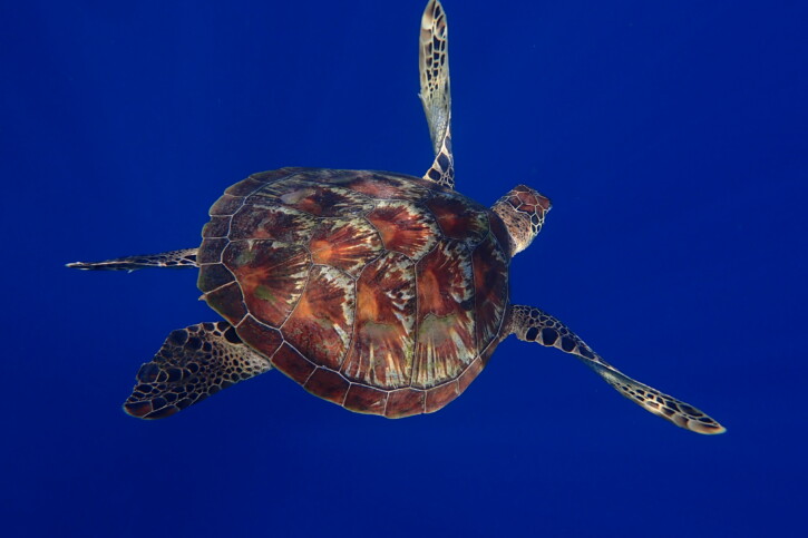 Chelonia mydas
