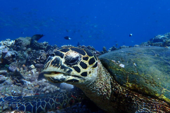 Eretmochelys imbricata