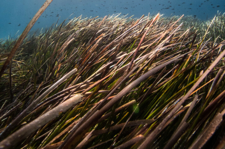 Posidonia oceanica