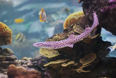 Atelomycterus marmoratus Scyliorhinidae