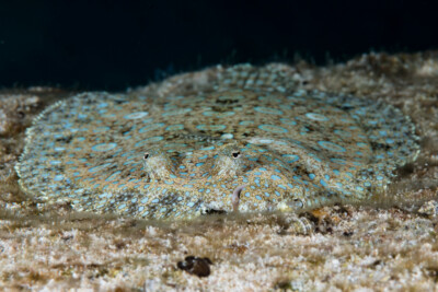 Bothus lunatus Bothidae