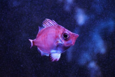 pesce tamburo Caproidae