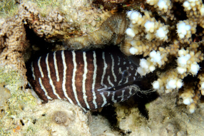 Gymnomuraena zebra Muraenidae