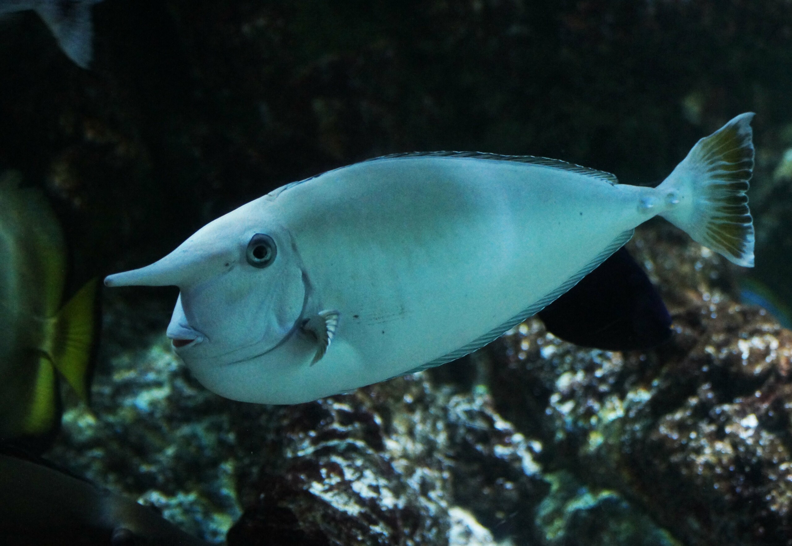 Naso annulatus