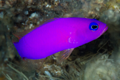 Pictichromis porphyrea Pseudochromidae