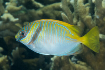 poisson-lapin à lignes bleues Siganidae