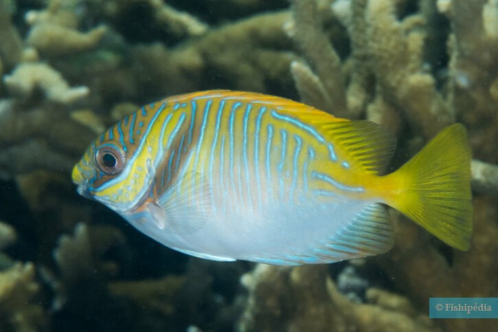 Siganus doliatus