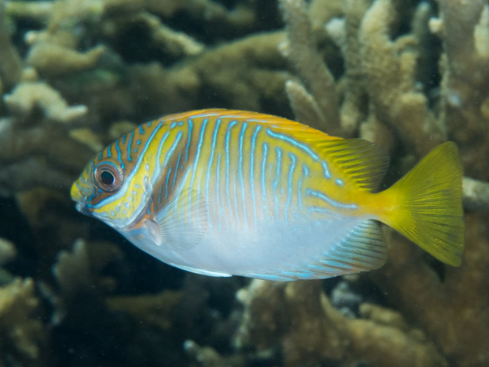 Siganus doliatus