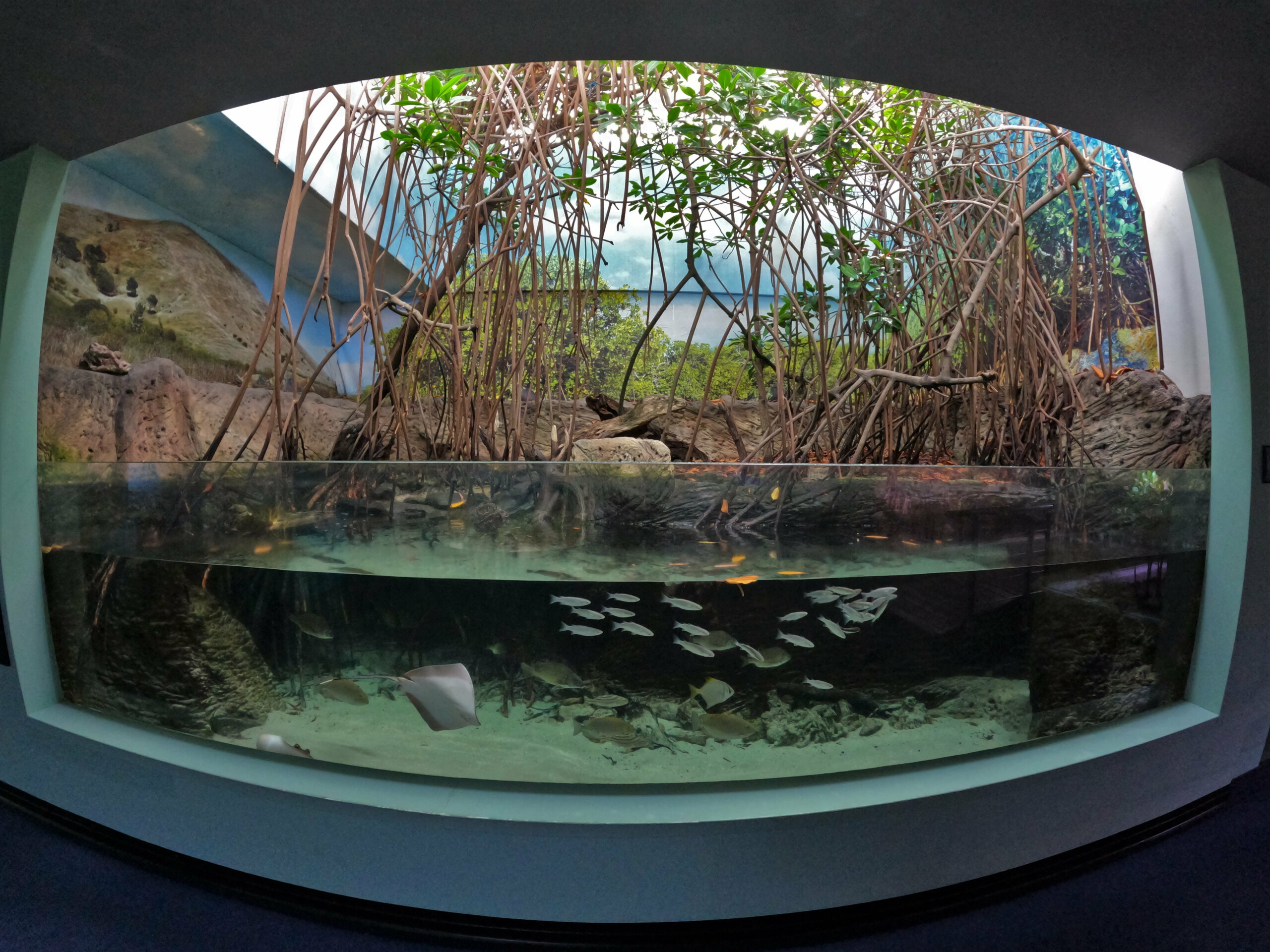 fishes picture