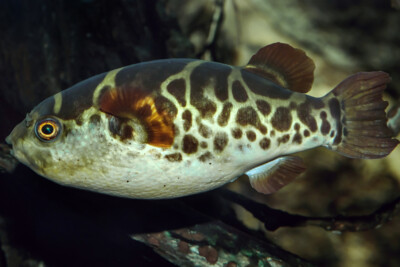 Dichotomyctere fluviatilis Tetraodontidae