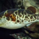 picture of Dichotomyctere fluviatilis