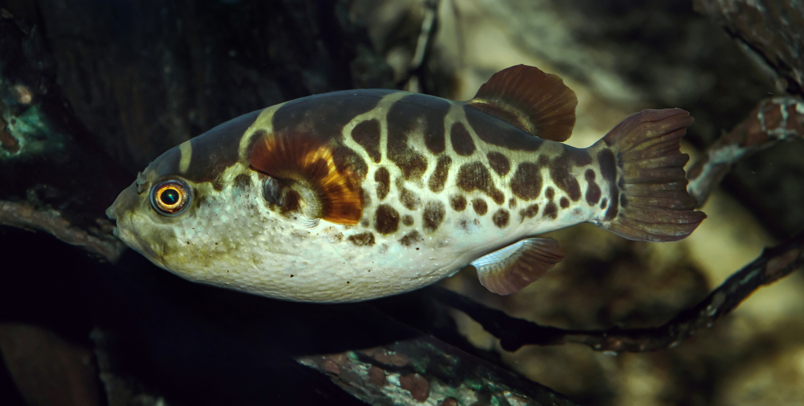 Dichotomyctere fluviatilis