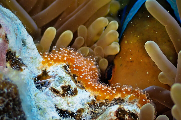 Amphiprion chrysopterus
