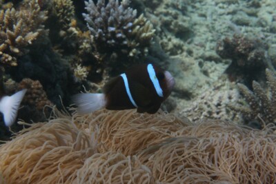 Amphiprion akindynos Pomacentridae