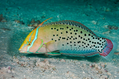 Coris formosa Labridae