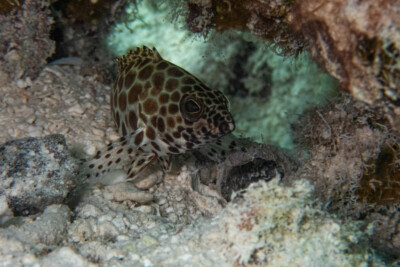 Epinephelus merra Serranidae