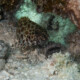 picture of Epinephelus merra