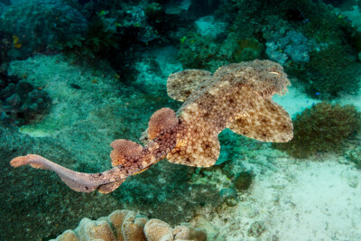 Espèce : Eucrossorhinus dasypogon