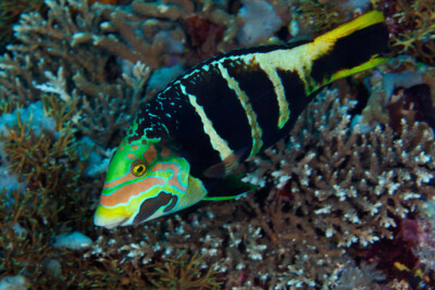 Hemigymnus fasciatus Labridae
