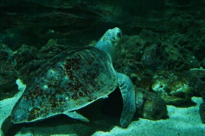 Lepidochelys olivacea Cheloniidae