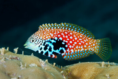 Macropharyngodon bipartitus Labridae