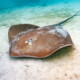 picture of Pateobatis fai