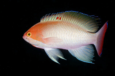 Pseudanthias hypselosoma Anthiadidae