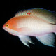 picture of Pseudanthias hypselosoma