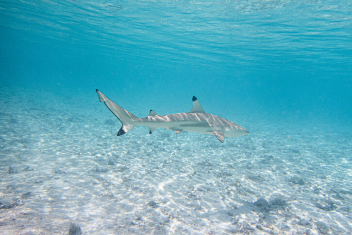 Carcharhinus melanopterus