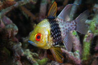 Espèce : pajama cardinalfish