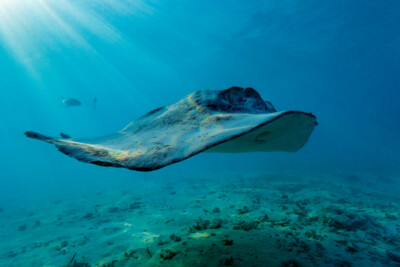 Taeniurops meyeni Dasyatidae