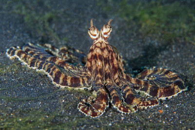 Thaumoctopus mimicus Octopodidae