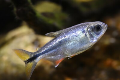 Astyanax mexicanus Characidae