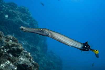 Pesce Trombetta Cinese Aulostomidae