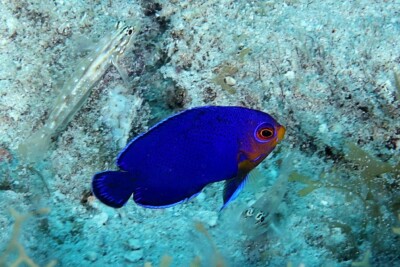 Centropyge argi Pomacanthidae