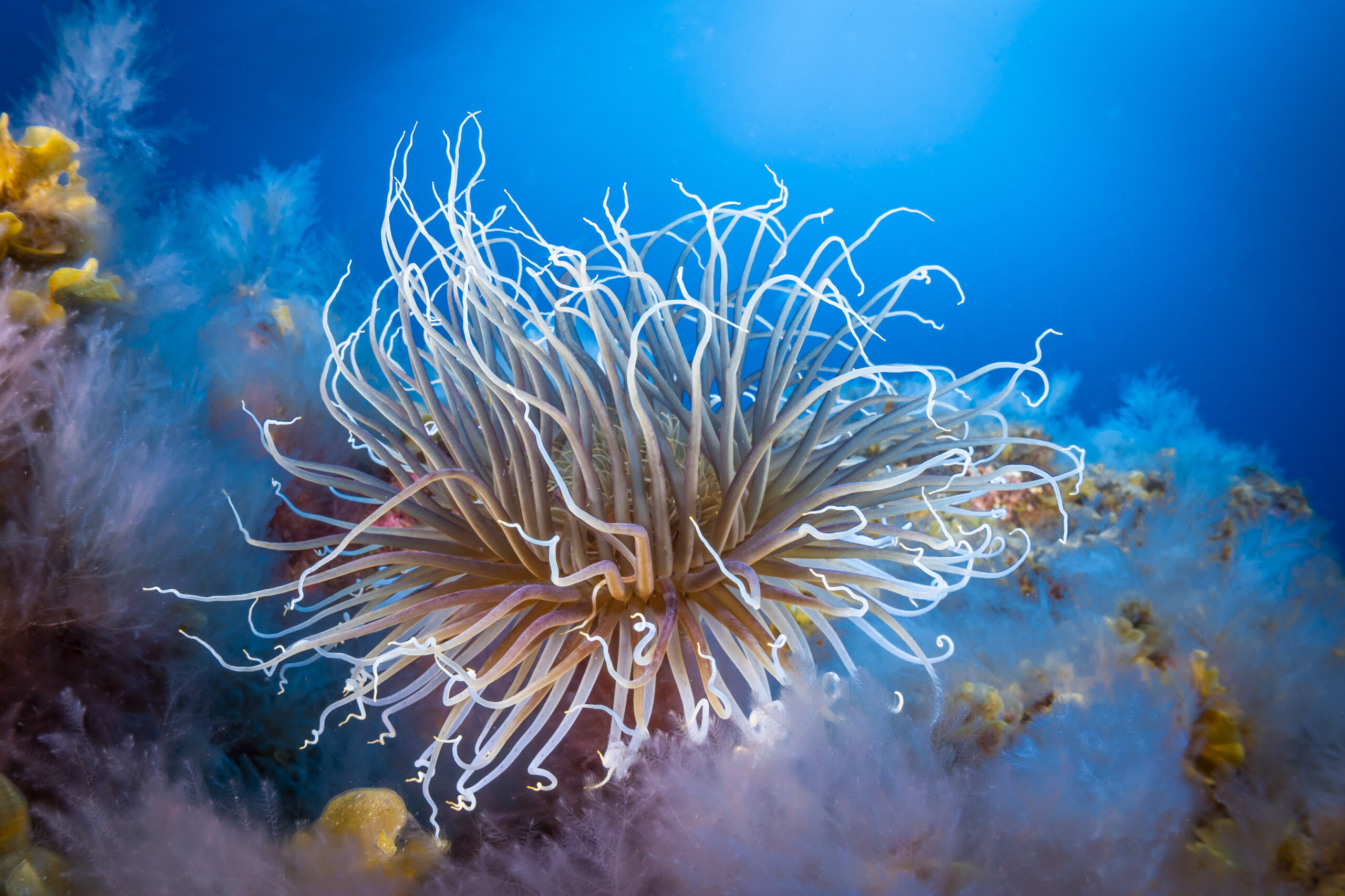 Cerianthus membranaceus