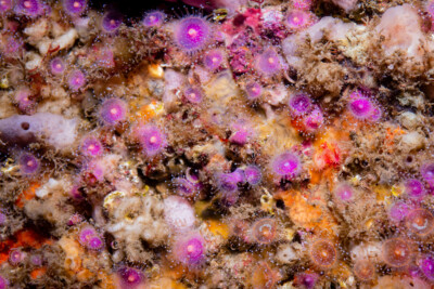 Espèce : Corynactis viridis