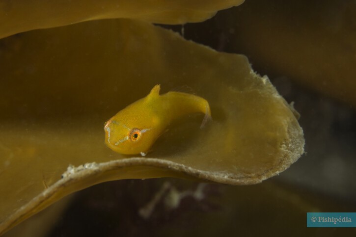 Cyclopterus lumpus - ciclottero