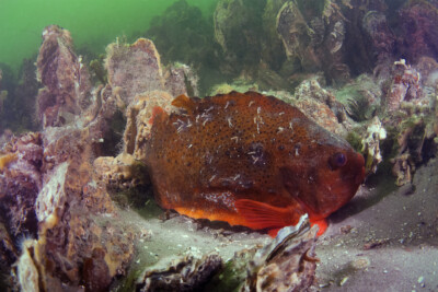 ciclottero Cyclopteridae
