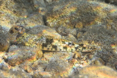 Gobius cobitis Gobiidae