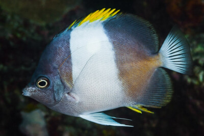 Hemitaurichthys zoster Chaetodontidae