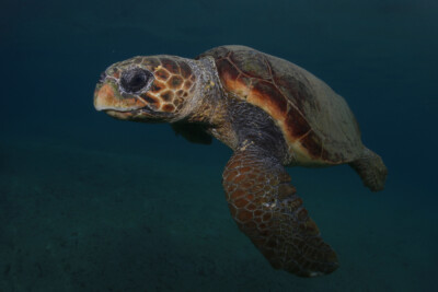 Caretta caretta Cheloniidae