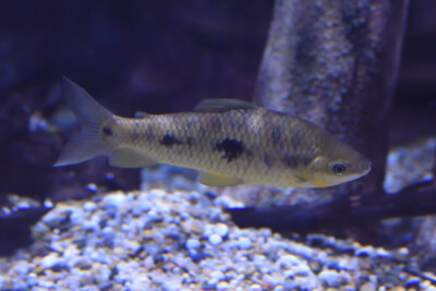 Leporinus friderici Anostomidae