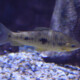 picture of Leporinus friderici