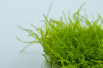 Leptodictyum riparium Amblystegiaceae