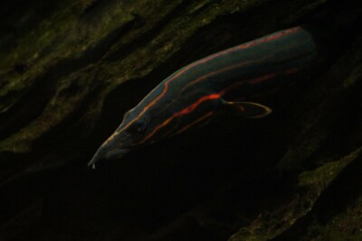 Mastacembelus erythrotaenia Mastacembelidae