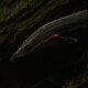 picture of Mastacembelus erythrotaenia