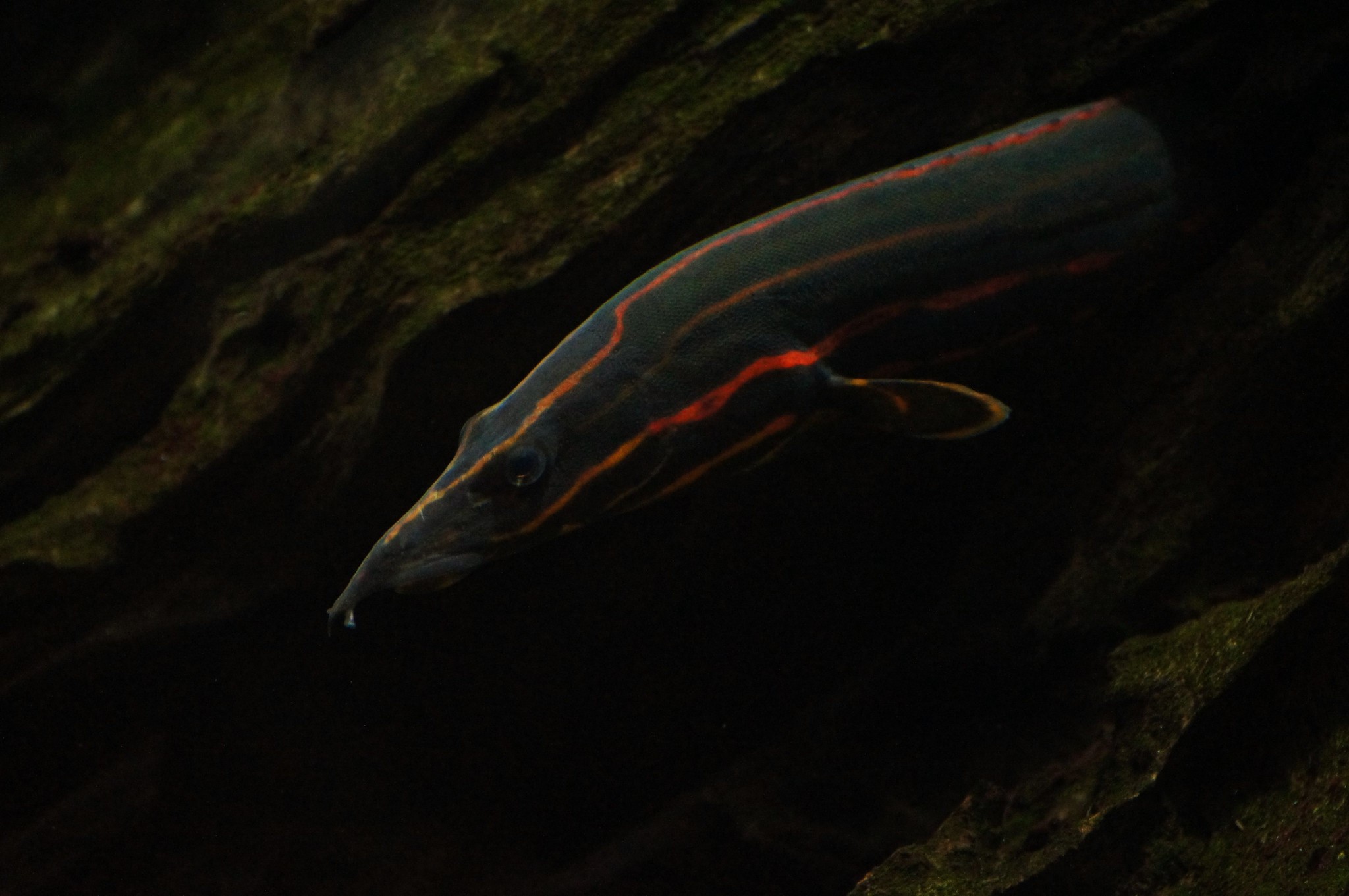 Mastacembelus erythrotaenia