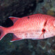 picture of Myripristis murdjan